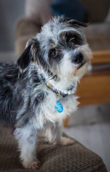 Terrier and Schnauzer Dogs Available for Adoption in Seattle, Washington - Ivy | PetCurious