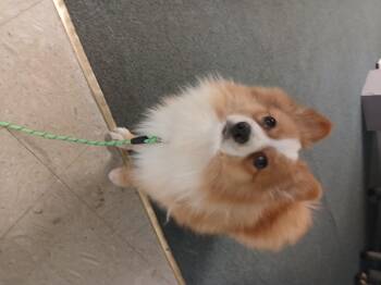 Potato -  Corgi and Pomeranian Dog Available for Adoption in Carey, Ohio - Potato | PetCurious