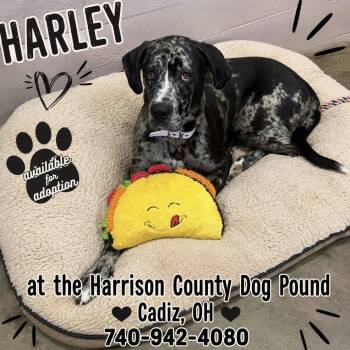 Great Dane and Rhodesian Ridgeback Dogs Available for Adoption in Cadiz, Ohio - HARLEY | PetCurious