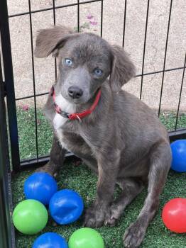 Sparrow -  Chihuahua and Australian Shepherd Dog for Adoption in Pleasant Hill, California - Sparrow | PetCurious