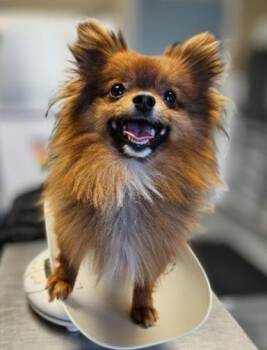 Pomeranian and Yorkshire Terrier Dogs Available for Adoption - Mochi | PetCurious