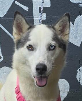 Kiki -  Husky Dog for Adoption in Newport, Tennessee - Kiki | PetCurious