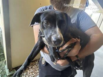 Rescue Pit Bull Terrier and Mixed Breed Dogs for Adoption in Ocala, Florida - A369770 | PetCurious