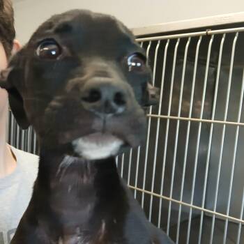 Jessie -  Terrier Dog for Adoption in Clarksdale, Mississippi - Jessie | PetCurious