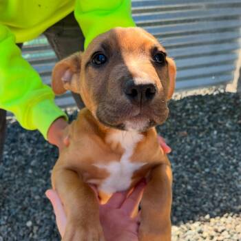 Lee -  Pit Bull Terrier Dog Available for Adoption in Port Angeles, Washington - Lee | PetCurious