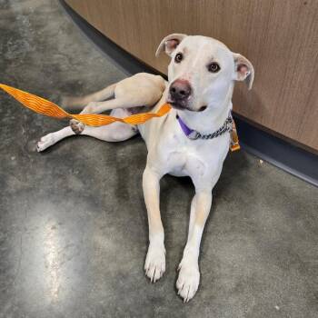 Mixed Breed Dogs Available for Adoption - Edgar | PetCurious