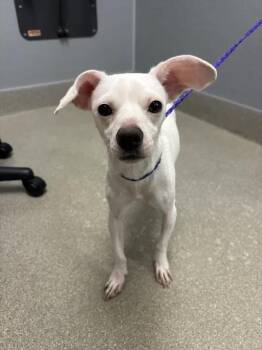 CHUCK -  Chihuahua Dog for Adoption in Las Vegas, Nevada - CHUCK | PetCurious