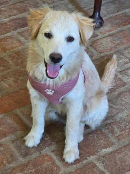 Goldie Locks -  Golden Retriever Dog for Adoption in Kiowa, Oklahoma - Goldie Locks | PetCurious
