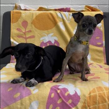Kabob -  Dachshund and Chihuahua Dog for Adoption in Lyndhurst, Virginia - Kabob | PetCurious