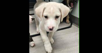 Labrador Retriever and Husky Dogs Available for Adoption in Youngsville, North Carolina - Biscuit | PetCurious