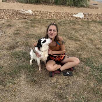 Beetlejuice Alan -  Great Pyrenees and Mixed Breed Dog for Adoption in St. Louis, Missouri - Beetlejuice Alan | PetCurious