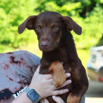 CT Trooper -  Border Collie and Australian Shepherd Dog for Adoption in Eastford, Connecticut - CT Trooper | PetCurious