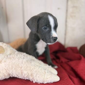 Ridge -  Pit Bull Terrier Dog for Adoption in Atlanta, Texas - Ridge | PetCurious