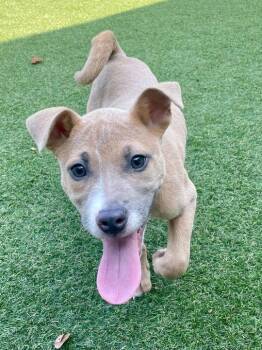 Gizmo (In Foster) -  Terrier Dog Available for Adoption in Elmwood, Louisiana - Gizmo (In Foster) | PetCurious