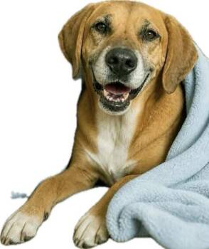 Hound Dogs Available for Adoption in La Grange Park, Illinois - Hayden | PetCurious