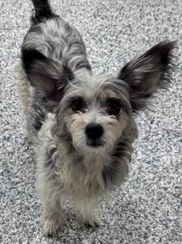 Stephanie -  Papillon Dog for Adoption in Lambertville, New Jersey - Stephanie | PetCurious