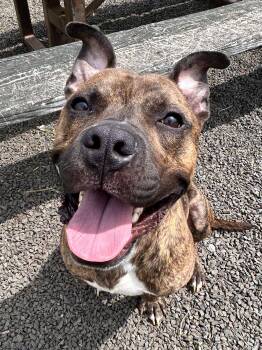 Rescue Mixed Breed Dogs for Adoption in Wallingford, Connecticut - Charcoal | PetCurious