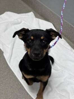 SMOOCHES -  Rottweiler and Mixed Breed Dog for Adoption in Las Vegas, Nevada - SMOOCHES | PetCurious