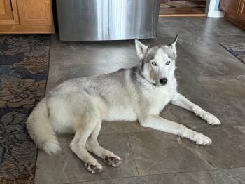 Rescue Siberian Husky Dogs for Adoption in Queenstown, Maryland - Zimba | PetCurious