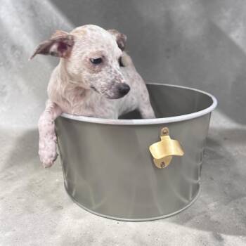 Walker -  Chihuahua and Australian Cattle Dog Blue Heeler Dog for Adoption - Walker | PetCurious