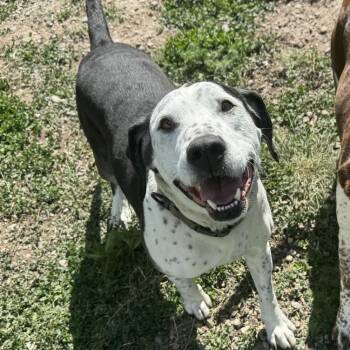 Roscoe -  Dalmatian and Black Labrador Retriever Dog for Adoption in Driggs, Idaho - Roscoe | PetCurious