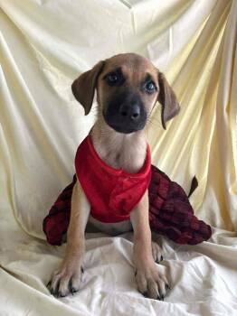 Rescue Shepherd and Labrador Retriever Dogs for Adoption in New York, New York - Nala | PetCurious