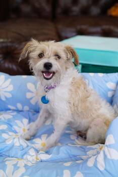 Terrier Dogs Available for Adoption - Sawyer | PetCurious