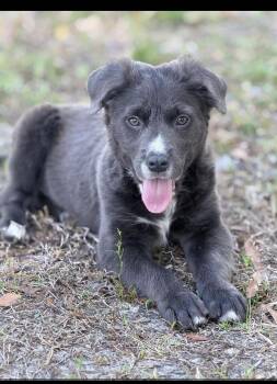 Labrador Retriever Dogs Available for Adoption - Milo | PetCurious