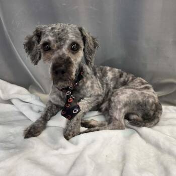 Pizza -  Miniature Poodle and Miniature Schnauzer Dog for Adoption in Foley, Alabama - Pizza | PetCurious