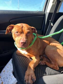 Iris -  Pit Bull Terrier Dog for Adoption in Chattanooga, Tennessee - Iris | PetCurious