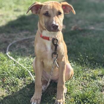 Rescue Mixed Breed Dogs for Adoption in Hilton, New York - Stella | PetCurious