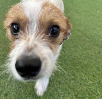 Timmy -  Jack Russell Terrier Dog for Adoption in Huntington, New York - Timmy | PetCurious
