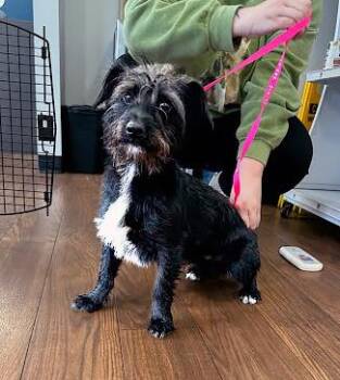 Mixed Breed Dogs Available for Adoption - Sand Trap | PetCurious