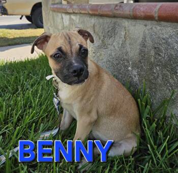 Benny -  Pug Dog for Adoption - Benny | PetCurious