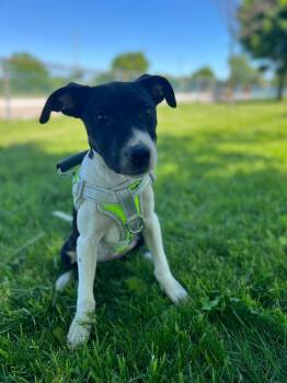 Navy -  Catahoula Leopard Dog and Jack Russell Terrier Dog Available for Adoption in Clarksburg, Ontario - Navy | PetCurious