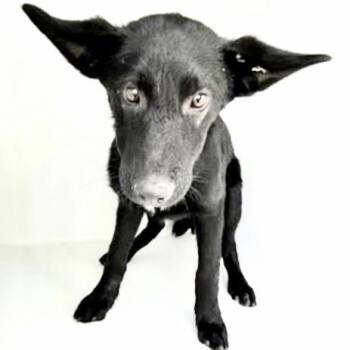 German Shepherd Dog Dogs Available for Adoption in Houston, Texas - A654437 | PetCurious