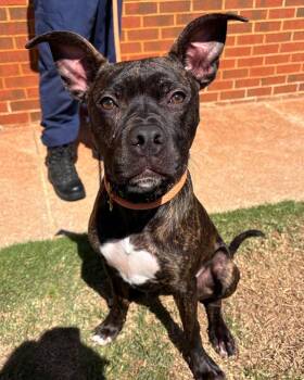 Roscoe -  Boxer Dog for Adoption in Stillwater, Oklahoma - Roscoe | PetCurious