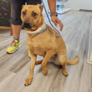 Rescue Shepherd and Hound Dogs for Adoption in Cumming, Georgia - Billie 21559 | PetCurious