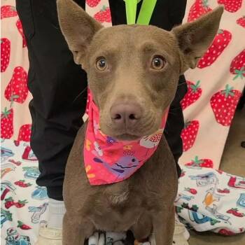 Elsa -  Chocolate Labrador Retriever Dog for Adoption in Enterprise, Alabama - Elsa | PetCurious