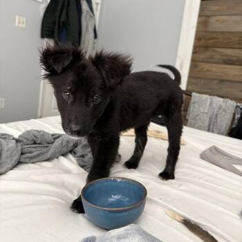 Shepherd Dogs Available for Adoption - Gar | PetCurious