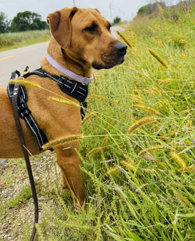 Rescue Labrador Retriever and Rhodesian Ridgeback Dogs for Adoption - Addie | PetCurious