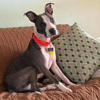 Forest -  Pit Bull Terrier Dog for Adoption in Chicago, Illinois - Forest | PetCurious
