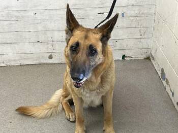 German Shepherd Dog Dogs Available for Adoption - CONSUELO | PetCurious