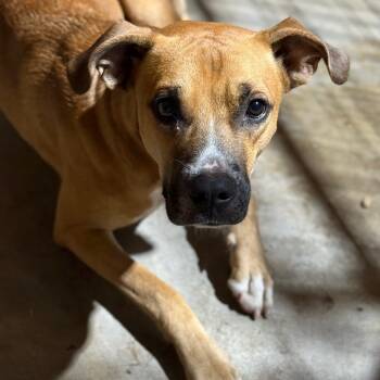Rescue Boxer Dogs for Adoption in Fort Smith, Arkansas - Doofus | PetCurious