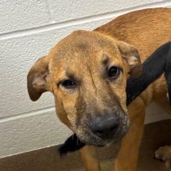Rescue Hound and Mixed Breed Dogs for Adoption in Corpus Christi, Texas - Garnet | PetCurious