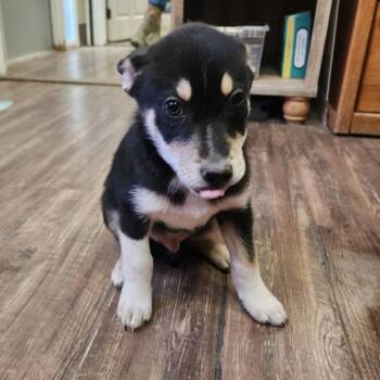 Husky and Mixed Breed Dogs Available for Adoption in Evensville, Tennessee - Havik | PetCurious
