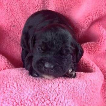 BIBI PUP 3 -  Standard Poodle and Mixed Breed Dog for Adoption in Richmond, California - BIBI PUP 3 | PetCurious