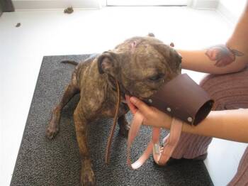 A388000 -  Pit Bull Terrier Dog for Adoption in Ocala, Florida - A388000 | PetCurious