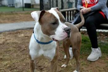 Mixed Breed Dogs Available for Adoption - Tate | PetCurious