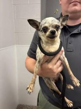 Wimsy -  Chihuahua and Mixed Breed Dog for Adoption in Gastonia, North Carolina - Wimsy | PetCurious